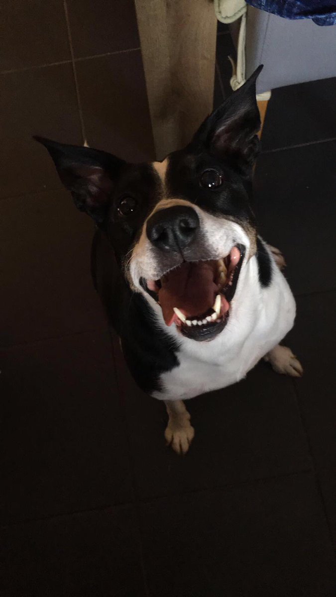 nala_loopsey's tweet photo. Daughter dog sitting and sends me this lol 😂 #nala #aimée 💜💕🐾 https://t.co/p95SGcmMta