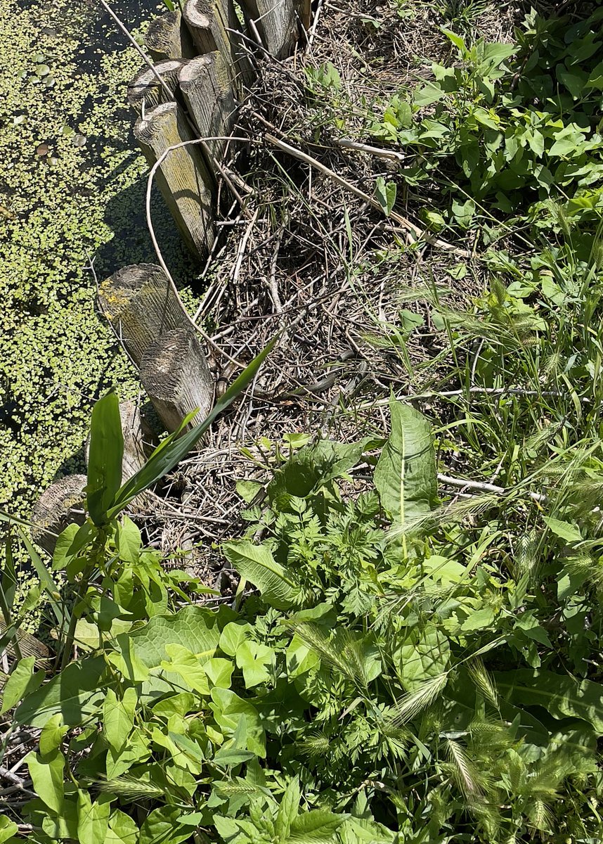 Grass snakes mating - Danube Delta. #Fieldwork #Herpetology