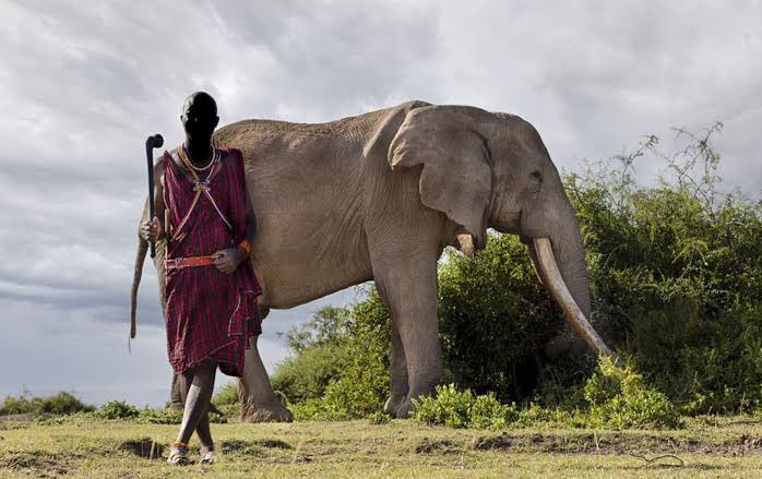 “The hunter in pursuit of an elephant does not stop to throw stones at birds.” ~ African Proverb