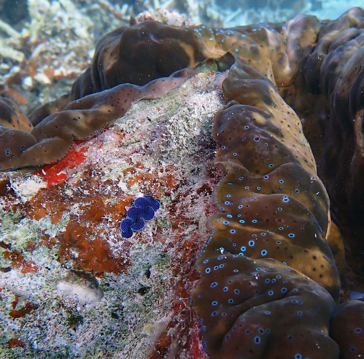 'Hey there, big brother! Thanks for letting me bore in your shell. ❤️' The shells of the Tridacna gigas are so thick that even their cousin, the Tridacna crocea could burrow in them! 

#giantclamgirl #giantclam #bivalve #molluscs #seacreatures #Palau