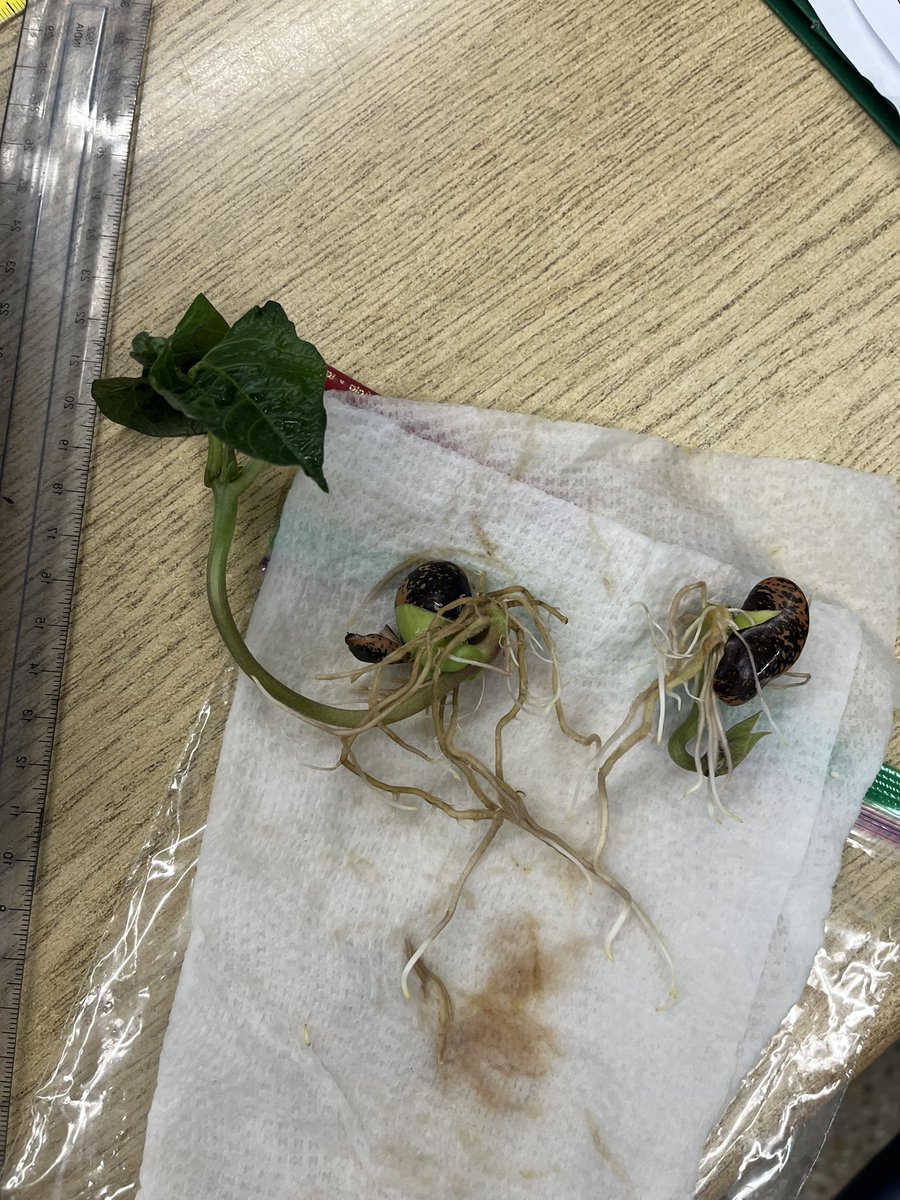 Day 10! Wow! We have loved watching germination take place with our bean plants! 🌱 #readyforsoil <a href="/wps_wildcats/">WPS</a> <a href="/GEDSB/">Grand Erie District School Board</a>