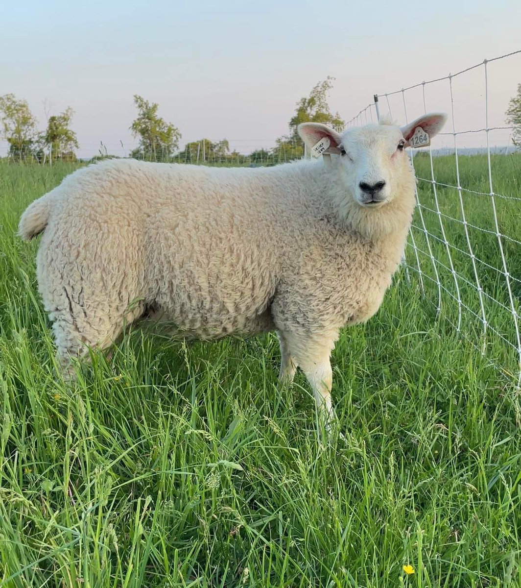 🖤keystone fur mom🖤 tweet media