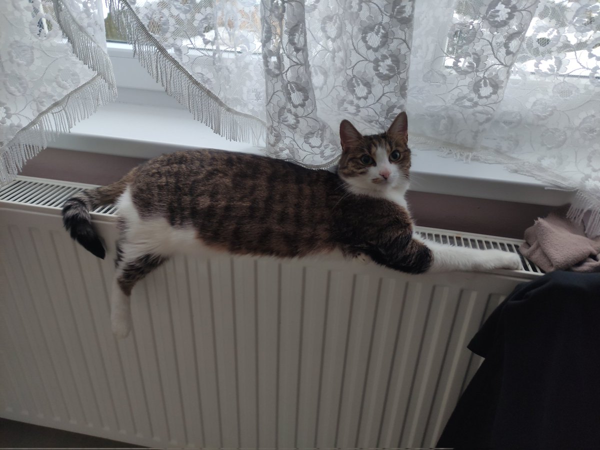 Luban782's tweet photo. @Stroukal Ahoj, zde jsou moje modelky 😁 https://t.co/yjF0hA40H8