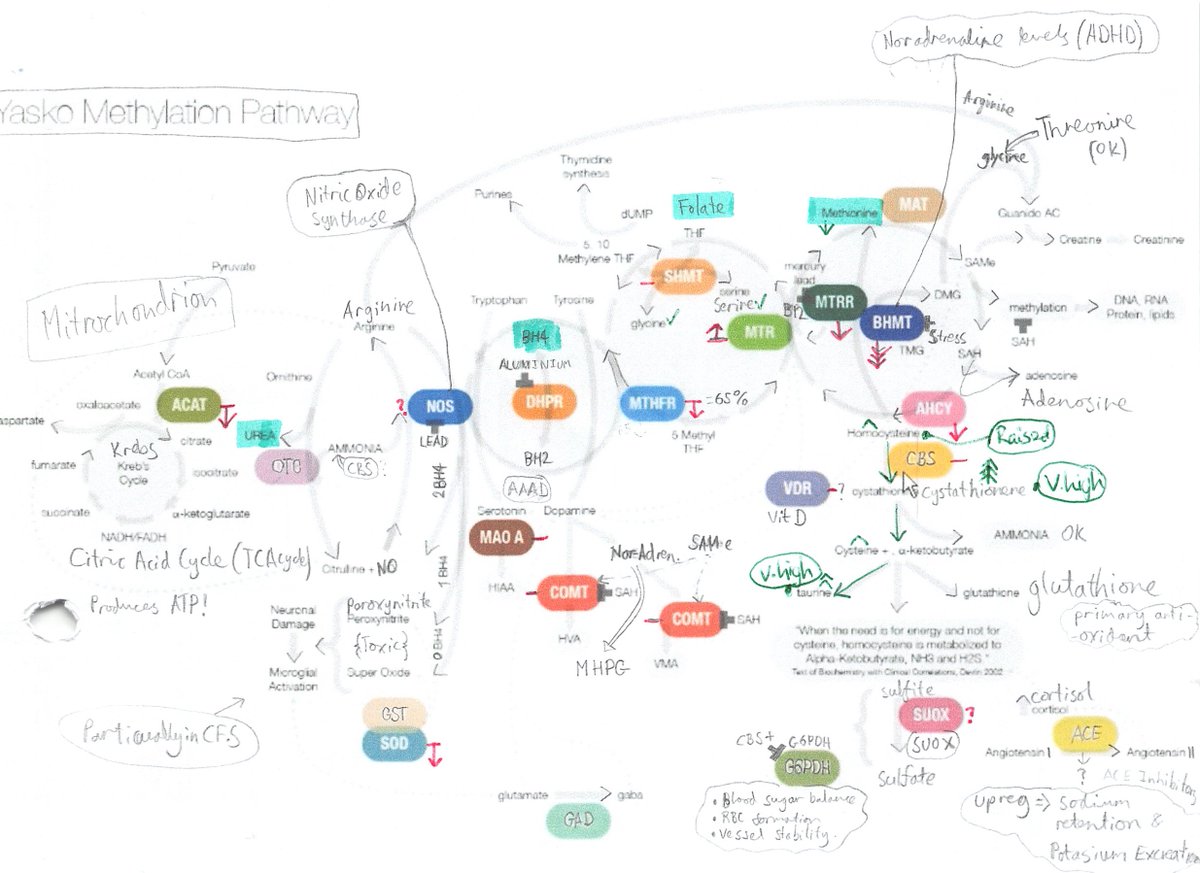 Z3R0Gravitas's tweet photo. @chydorina Initially, I had success with TMG and SAMe, as fit my most affected BHMT enzyme, etc. But that tapered off...
I think actually testing metabolites (eg Genova NutrEval) is more crucial, right?
I'd manually annotated the Yasko diagram with my pink=genes, green=metabolites. 2/3 https://t.co/oUolpXF56y