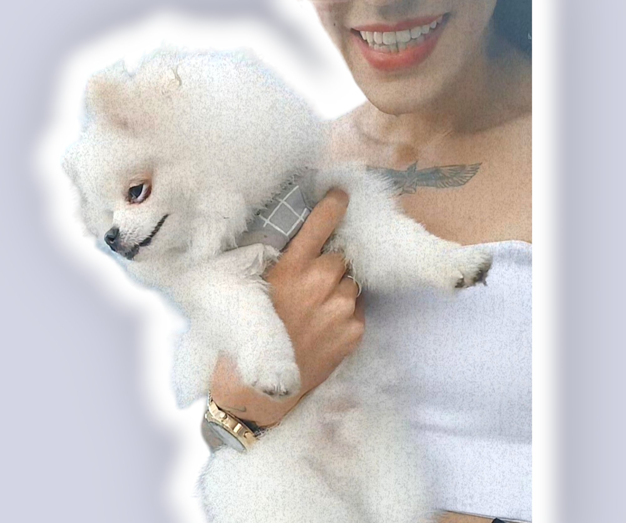 Petrônio Junior 💙 #soraiatalassa #spitz https://t.co/92dmtJwbUG