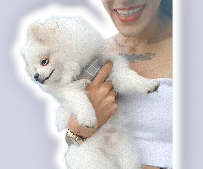 Soraia Tálassa 𝕏 - Petrônio Junior 💙 #soraiatalassa #spitz https://t.co/92dmtJwbUG