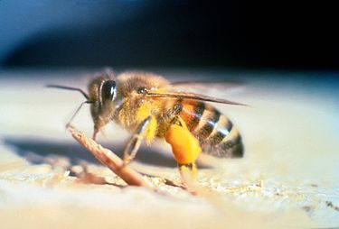 Xenogeneic 
gene transfer evolution 
clueless aftermath
@Bleu_Owl #HaikuSaturday #haikuchallenge
Africanized honey bee