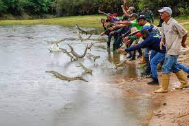 infopublicave's tweet photo. #EnApure: 175 caimanes del Orinoco fueron liberados el sábado, 27 de mayo, en el Hato San Francisco del Refugio de Fauna Silvestre Caño Guaritico, ubicado en el municipio Muñoz, como parte del Programa de Conservación de la especie del Ministerio de Ecosocialismo. https://t.co/yGea27UXwK