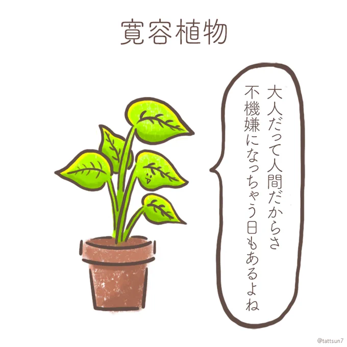 お久しぶりの寛容植物さん🌱  雨の日増えてきて、湿気とか体濡れたりとか不快なこと増えがちなので、こまめにケアしていこう〜☔✨