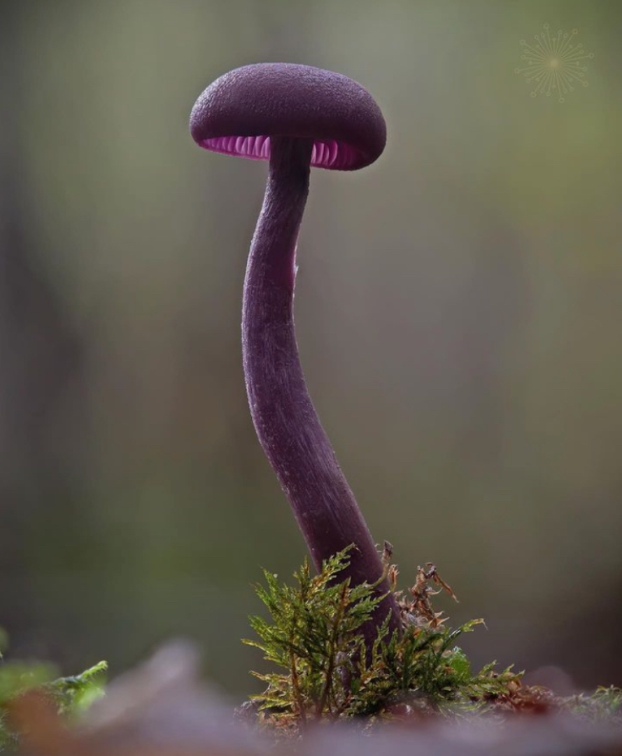 Tiny mushroom of the day 🍄✨

#shroom #mycology #fungi