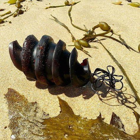 thunefeld's tweet photo. Shark egg spirals are cool. https://t.co/9WYeQHOxOT