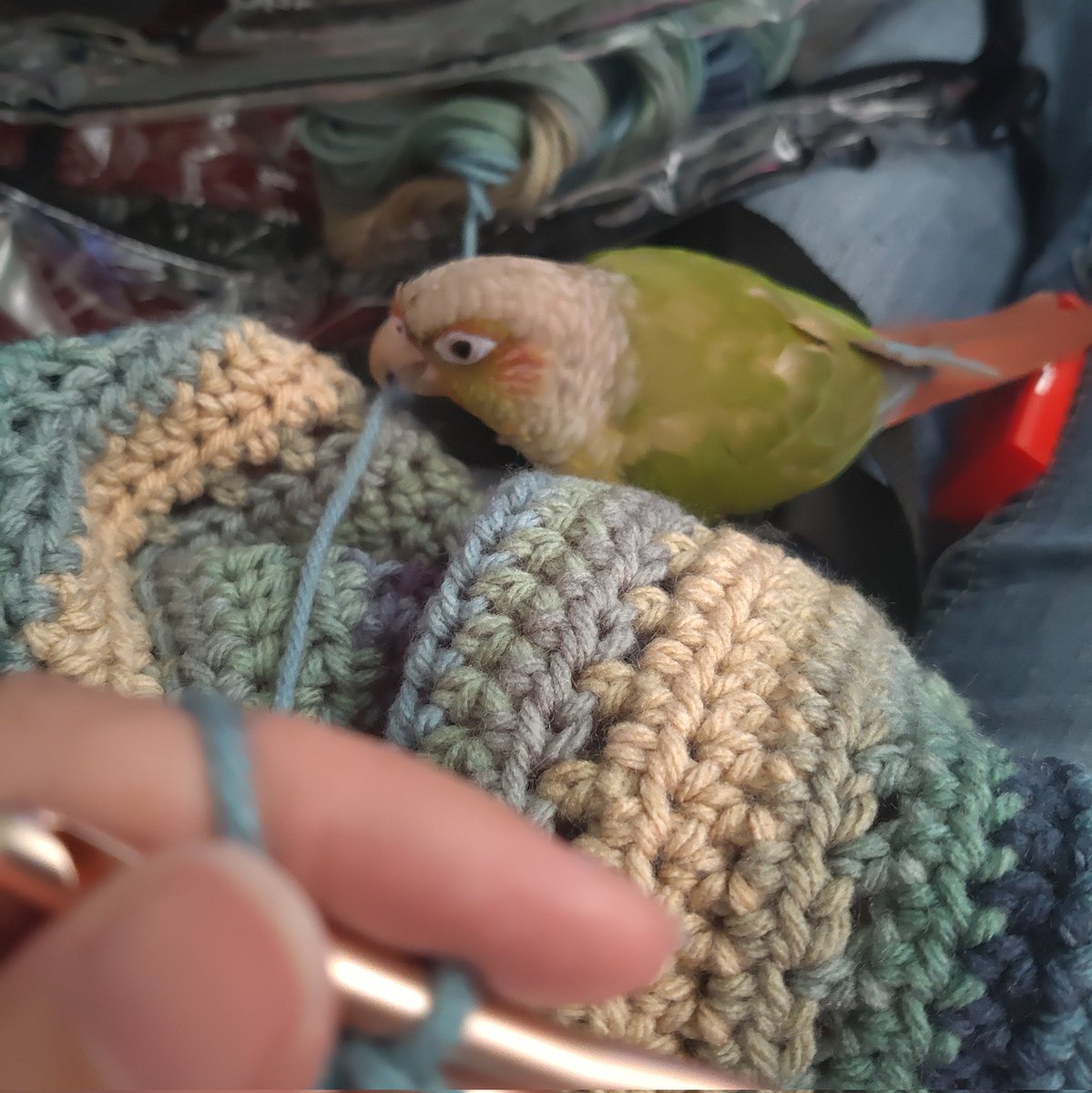 TerribleMeeps's tweet photo. Quality Assurance work is my fave. I'm feeling particularly chatty today.

#greencheekconure #BirdsOfTwitter #crochet https://t.co/1Cy83Vd3Mi