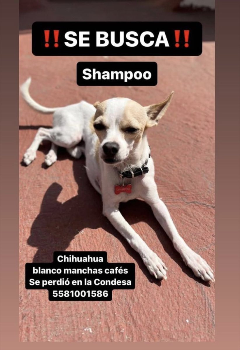 mayumiguillen's tweet photo. 🆘🐶🆘 #ColCondesa https://t.co/pmgTGy1BDR