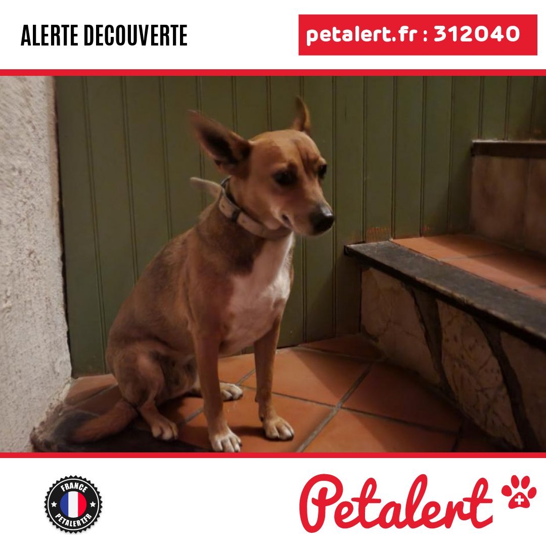 Trouvé #Chien #Ariege #Mirepoix #Petalert  #PetAlert09 / p3t.co/FZKaa