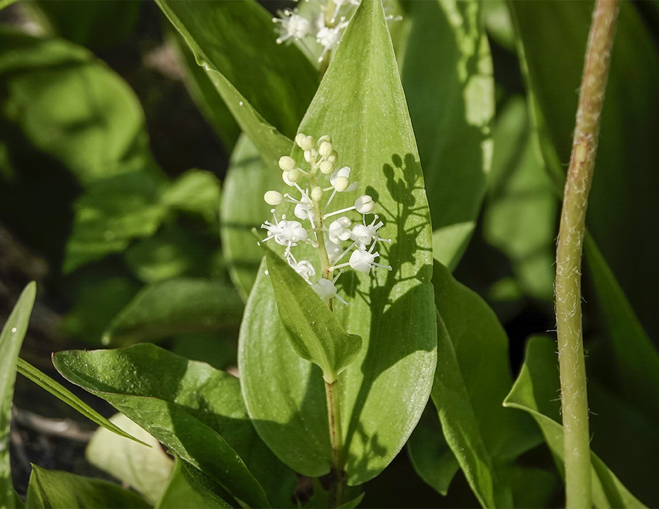WildAdks's tweet photo. Canada Mayflower is a low-growing wildflower which produces frothy white flowers in late spring. Canada Mayflower, Essex County, NY (29 May 2023). https://t.co/PZS2BiqJvI
#CanadaMayflower #springwatchadirondacks #springwatchadk #adirondackwildflowers #adirondackplants https://t.co/e5YF9y5eKM