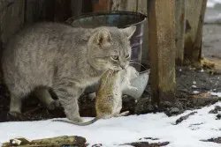 mwlr_nz's tweet photo. #BiosecurityBonanza2023: #Cats are one of the invasive predators in Aotearoa New Zealand that pose a great threat to native #biodiversity . 
That's why Sze-Wing from Manaaki Whenua is working a project that explores non-lethal control methods, like sound that insights fear. https://t.co/wB49wlVupb