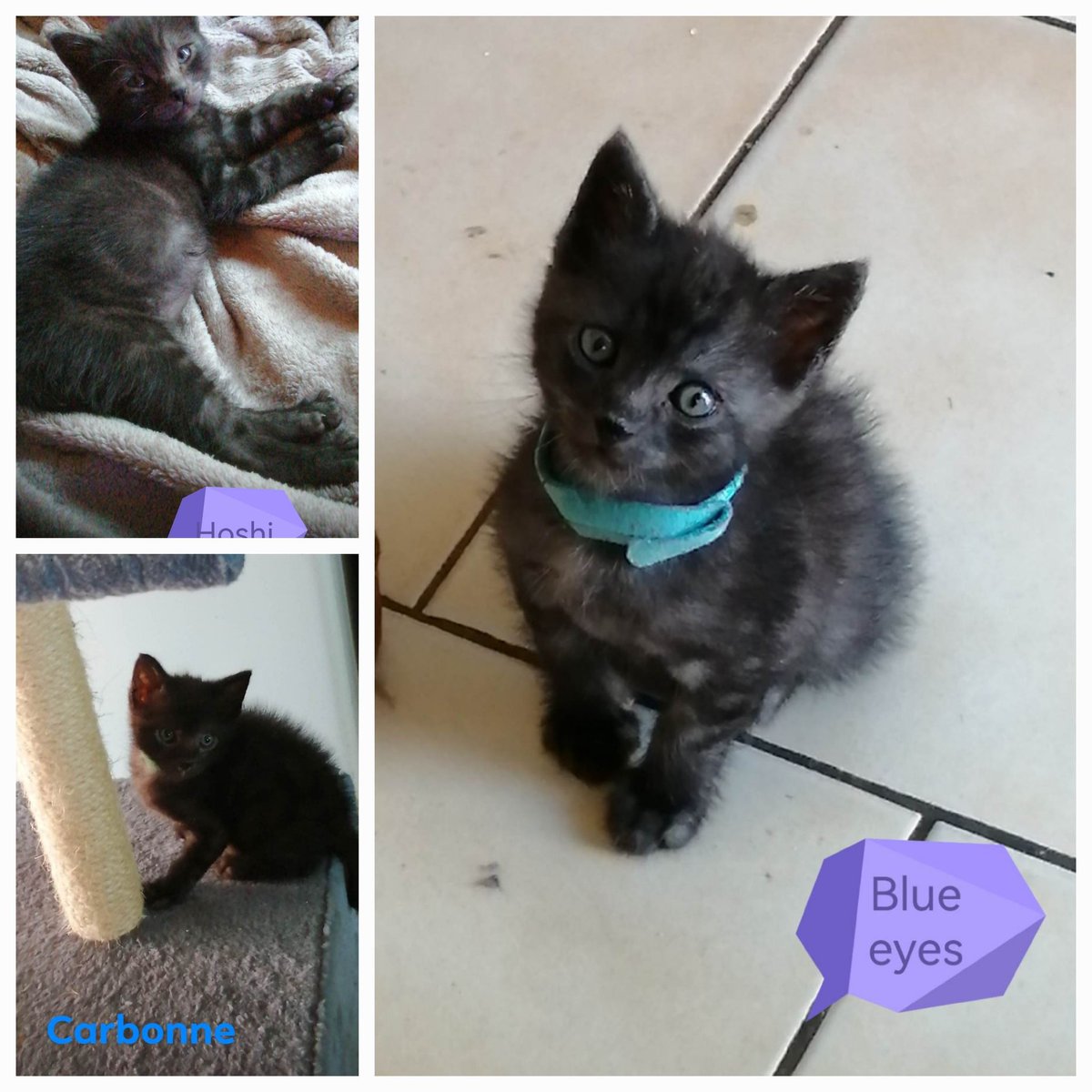 Association L'ArbraChats tweet media