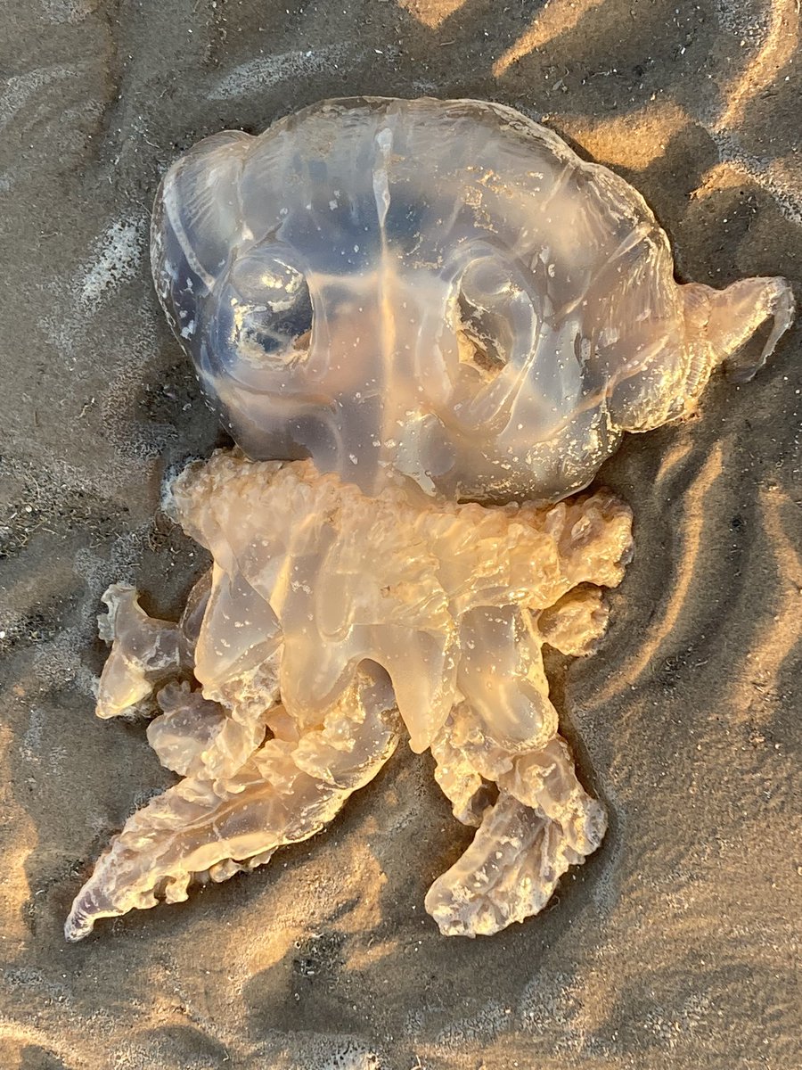 A lot of large odd looking #jellyfish washed up on @CrosbyBeach tonight, @Britnatureguide #sea #RiverMersey