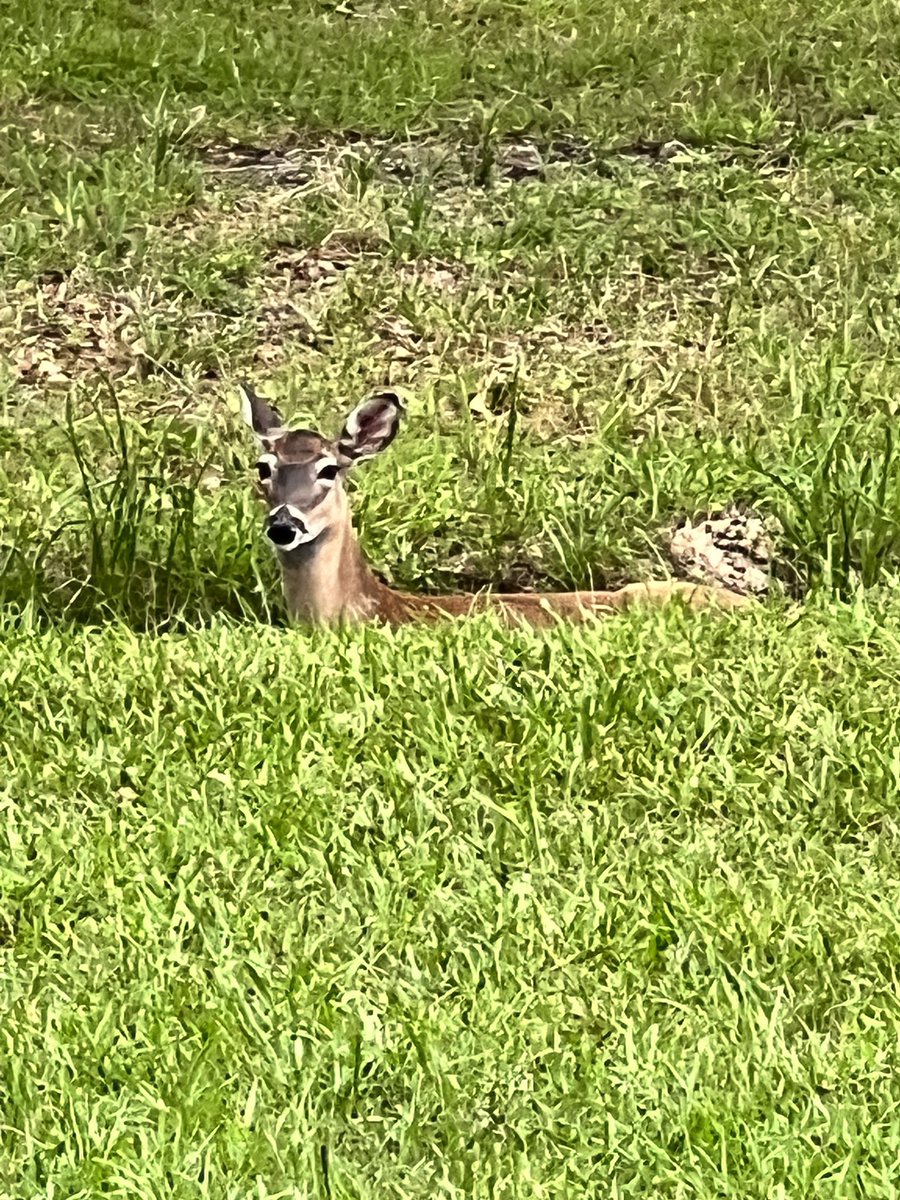 A fawn was born in the past 2 hours in my front pasture. So sweet! @WISDHardy @WISDiCoaches