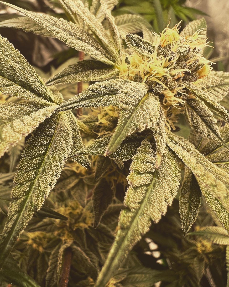 Gas_Mann420's tweet photo. Happy Memorial Day Growmies 🫡🤘🇺🇸🎆🎇🔥🔥🔥 From The #Gasmann ⛽️✅🔥🔥🔥 #Walipini #Mmemberville #CannabisCulture #Weed #WeedMob #Stoners #Smokers #HomeGrown #420club #Ganja #Terps #Marijuana https://t.co/zm9sVG7944