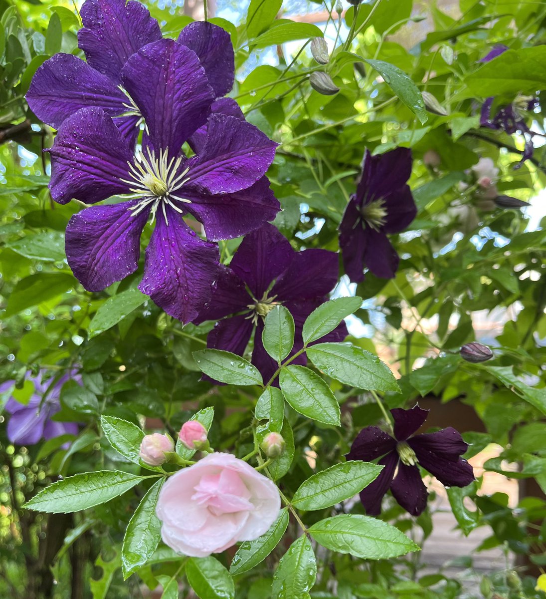 minmikoha tweet picture