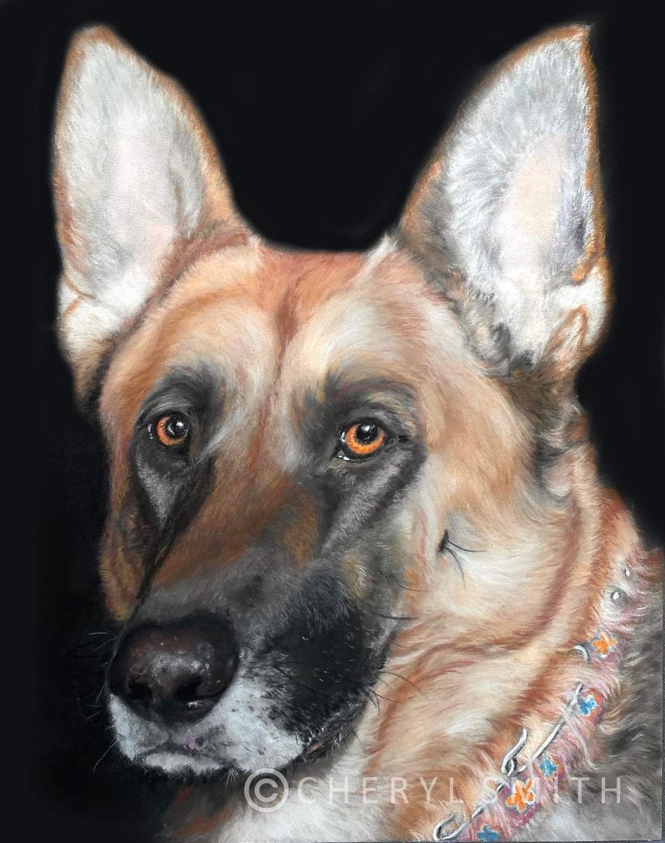 This memorial pastel portrait has now been gifted so I’m able to share it. This is Angel - a beautiful German Shepherd terribly missed by her Mom. Pastel pencils, pans and sticks on Clairefontaine Pastelmat. #germanshepherd #germanshepherds #dogsoftwitter  #gsd #gsds #dog #dogs