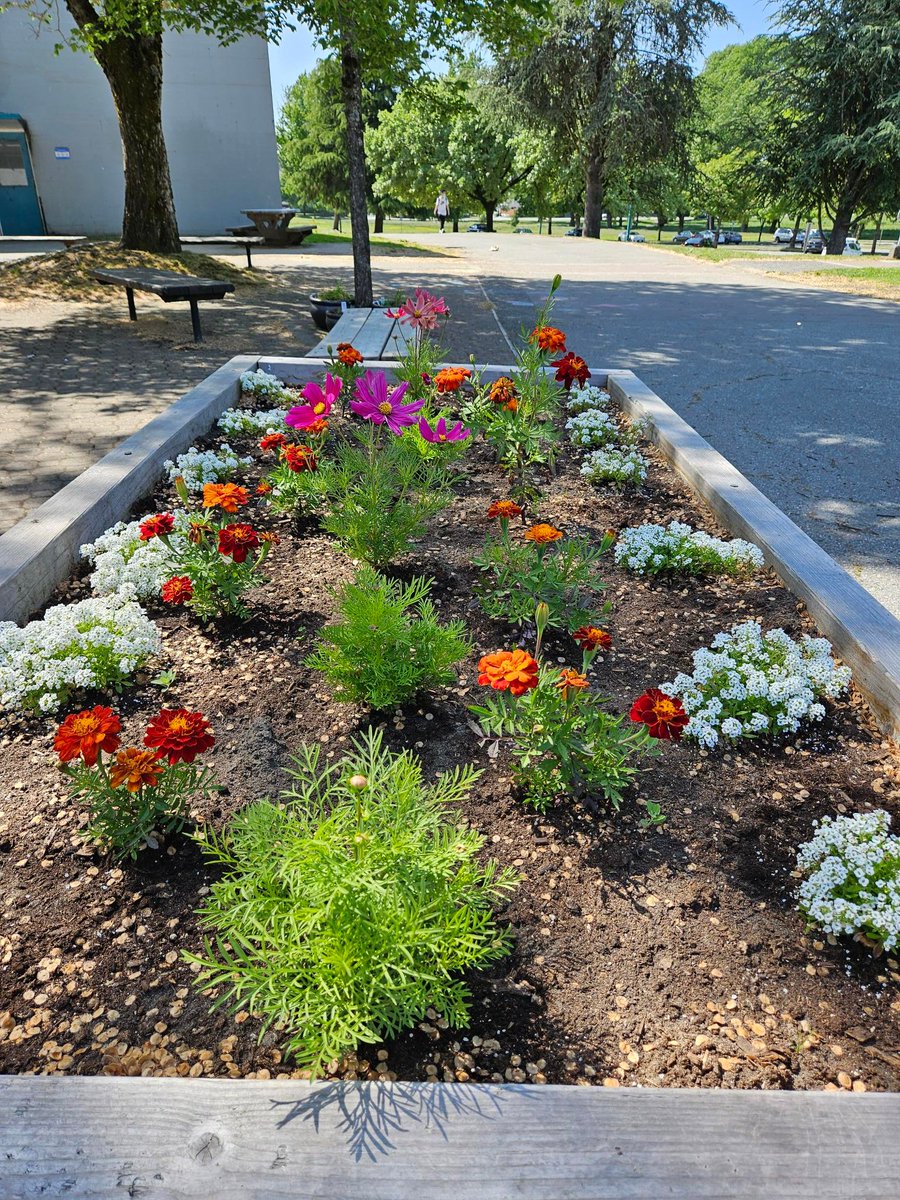 Killarneyvsb39's tweet photo. Garden Club's installation looks amazing in the sunny warm weather!  Lots of growth and colours in @VSB39 https://t.co/P9rDhIQRVJ
