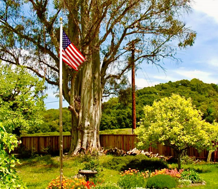 our American flag
in honor of Memorial Day always up 24/7

#MemorialDay #AmericanFlag 
#HaikuChallenge (no prompt) @Bleu_Owl #MyPhoto #flag #photography #trees #USA #SonomaCounty