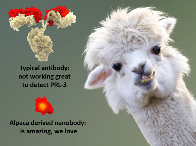 TheBlackburnLab's tweet photo. 📢 Exciting news in the Blackburn lab! Our nanobody paper is out now in @PLOSONE! Our research focuses on PRL-3, a protein known to be important in cancer. But we didn't have a good way to study it...until now! 🥳 1/6 https://t.co/mz4Fi4d4l0 @ResearchKY @UKMarkey https://t.co/tT9ZU3OIj1