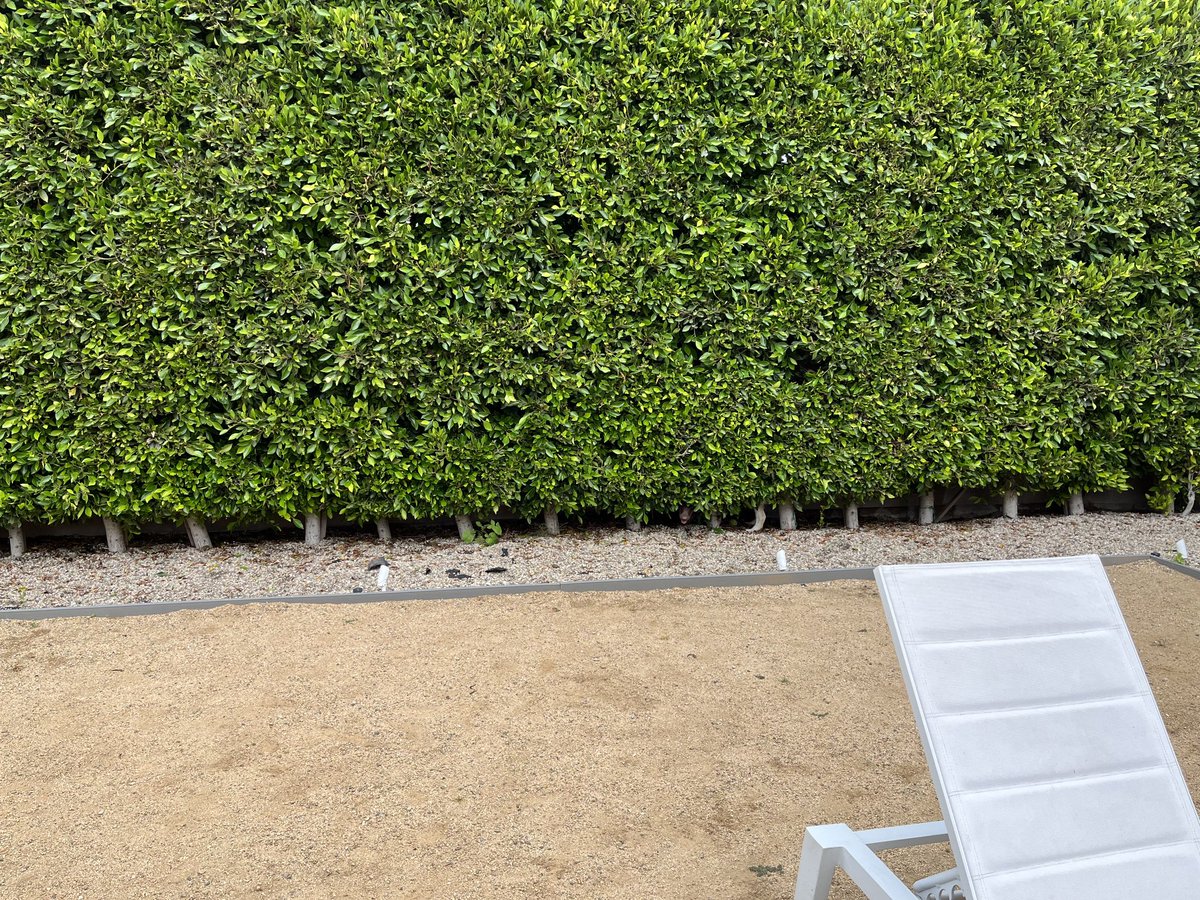 MeetMaxie's tweet photo. Play date.  Charlie left.  Maxie right.  Discovering it is possible to crawl between wall and trees made for quite a day! https://t.co/SKMJCApRJ3