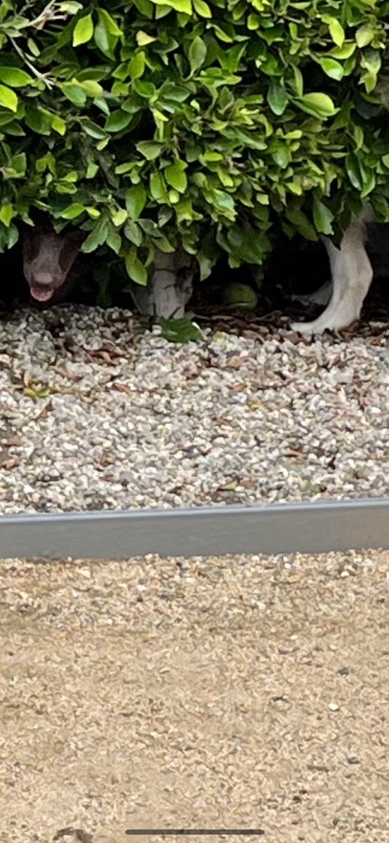 MeetMaxie's tweet photo. Play date.  Charlie left.  Maxie right.  Discovering it is possible to crawl between wall and trees made for quite a day! https://t.co/SKMJCApRJ3