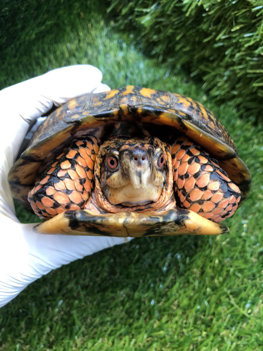 Land_mark_jp's tweet image. スッキリしない天気ですが…
眼がカッコイイ👁
#Terrapene carolina carolina