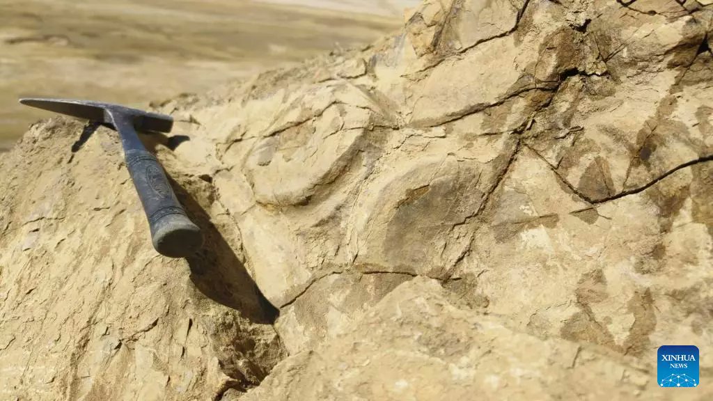 caderno ciência on Twitter "Arqueólogos encontraram o fóssil de um