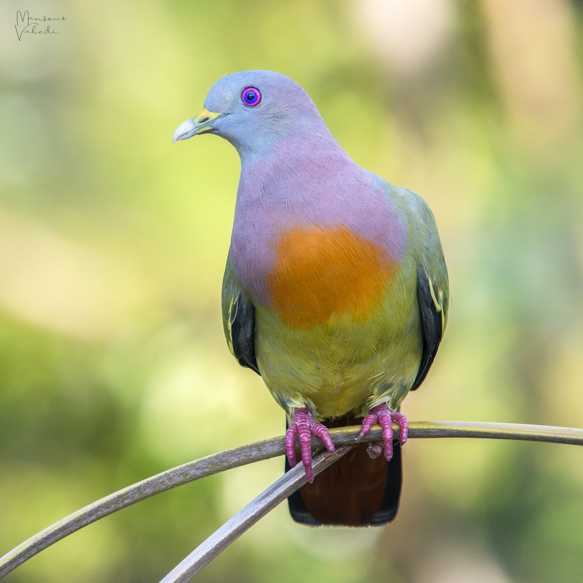 Pink-necked green pigeon (Treron vernans)
Gardens by the Bay, Singapore
© All rights reserved.

#pinkneckedgreenpigeon #pigeon #pigeonsofinstagram #birdsofsingapore