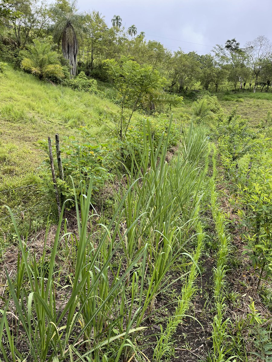 Banco de forrages en nuestra finca, bordes de guandul+tithonia+mataraton con hileras de cana y sorgo. Forage bank with borders of Tithonia, cajanus and gliricidia with lines of sugarcane and sorghum