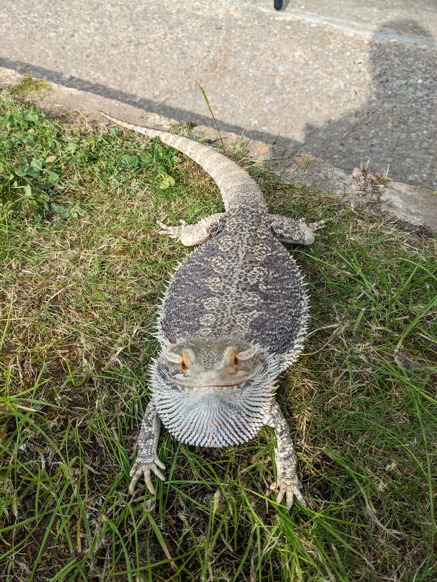 🏴󠁧󠁢󠁷󠁬󠁳󠁿 𝕎𝕖𝕝𝕤𝕙 𝕊𝕨𝕒𝕟 🦢 tweet media