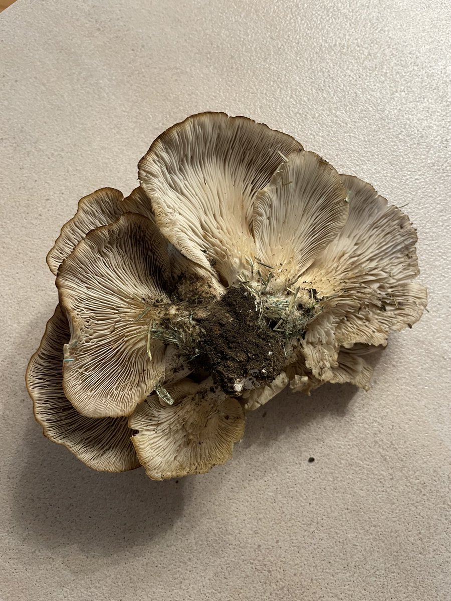 Father in law found this Aspen Oyster while mowing:
Pleurotus populinus