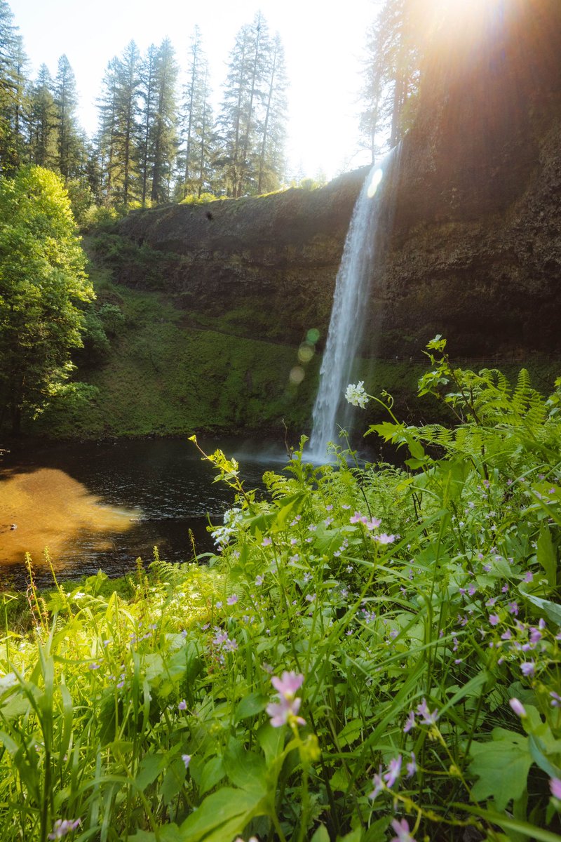 Silver Falls State Park this time of year though 😍🌿💛