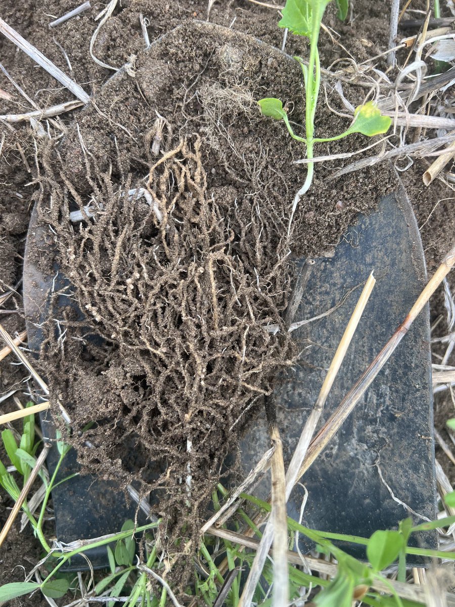 Colin Bowey tweet media