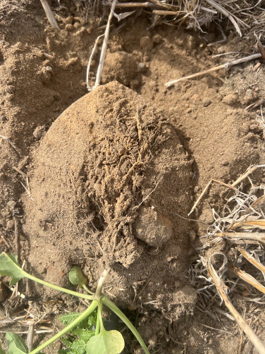 Colin Bowey tweet media