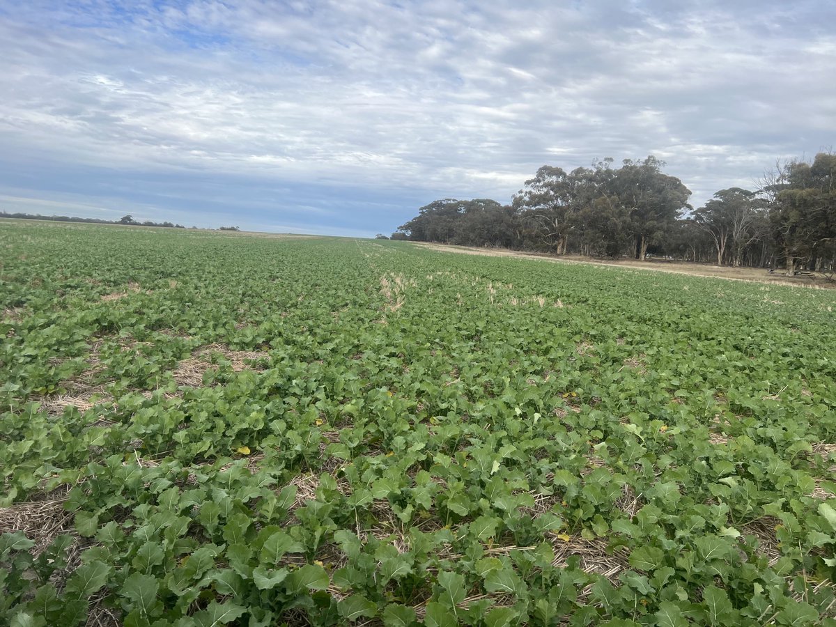 Out an about seeing great soil progress an development of soils just add 🌧️