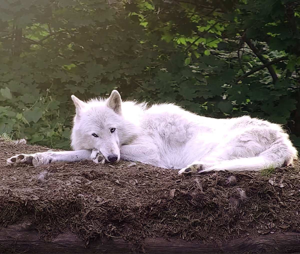 Long weekends are exhausting 🐺