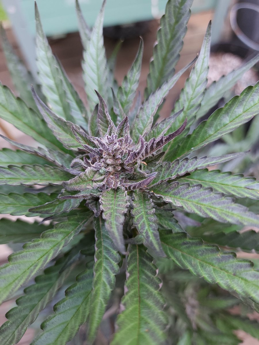 @kclightup (@kclightup) on Twitter photo This <a href="/KCgenetics/">KCgenetics</a> bruised banner auto is looking 🔥 the smell off her is straight up skunk🔥🔥🔥 This <a href="/KCgenetics/">KCgenetics</a> bruised banner auto is looking 🔥 the smell off her is straight up skunk🔥🔥🔥