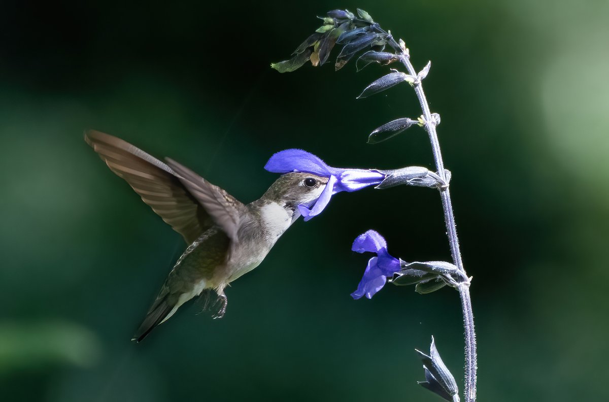 Greedy hummer! A female Ruby Throated hummingbird sticks its long bill into a Salvia tubular bloom to take a sip of nectar on a steamy day @ Brookside Gardens, Wheaton, Maryland, USA. (2021-07-13) #VIBGYORinNature #TwitterNatureCommunity #BBCWildlifePOTD #ThePhotoHour #IndiAves