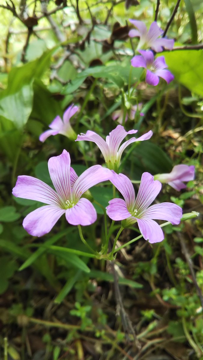 おはようございます😊

      庭にて
🌼ムラサキカタバミ✨😊