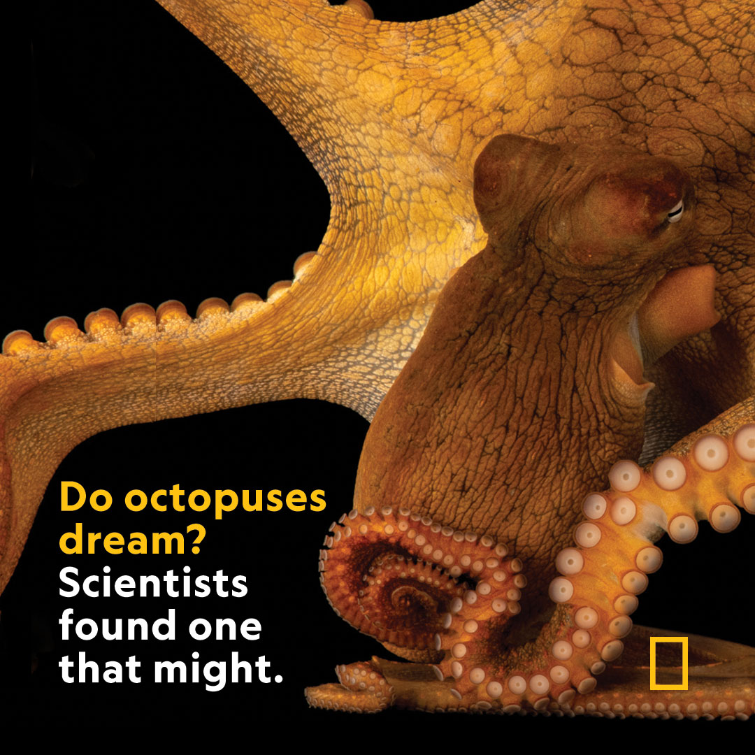 Observations of a sleeping octopus startling awake have scientists asking if octopuses have nightmares—the first evidence of the eight-armed invertebrates dreaming—or is just getting old on.natgeo.com/42dOPXu