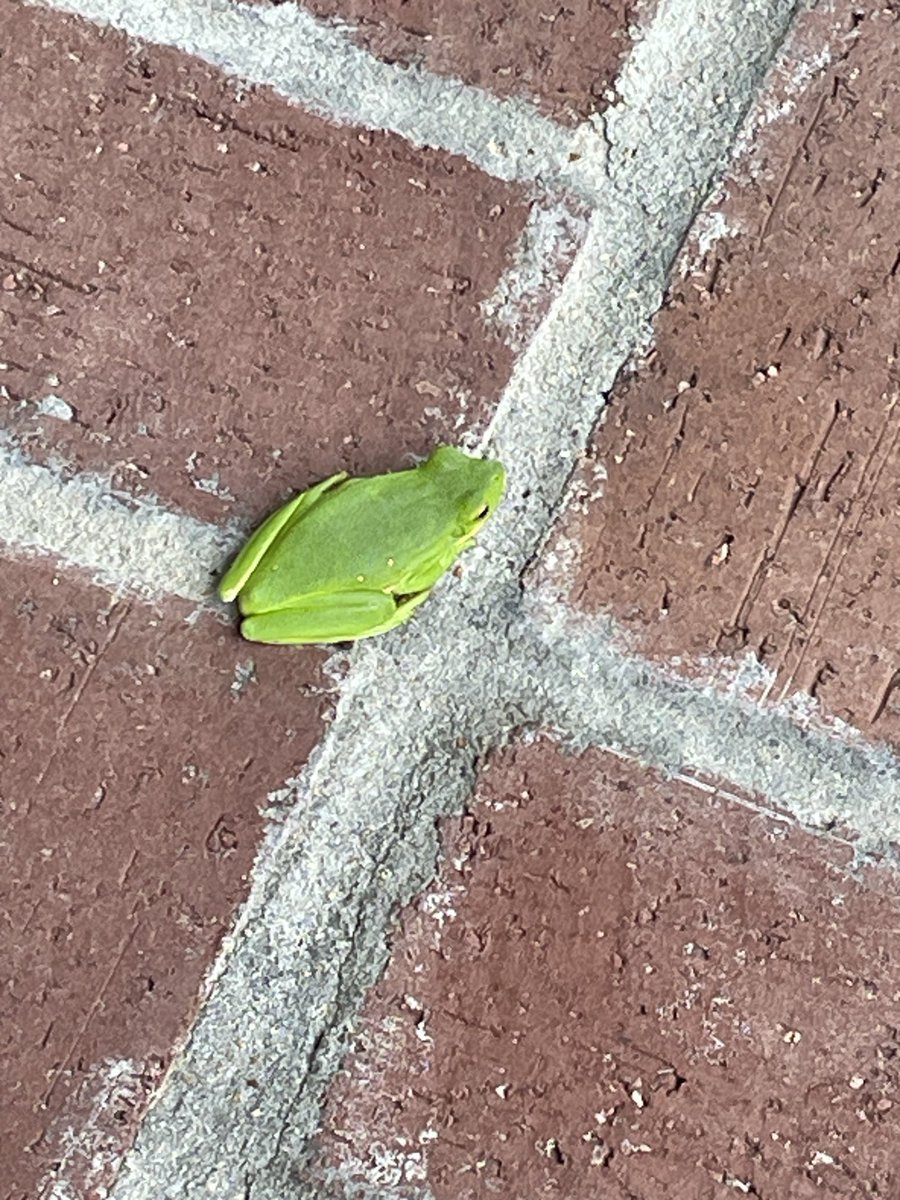 GlennMcCJr's tweet image. Look Uncle V.  It’s a frog!            #thesimplethings