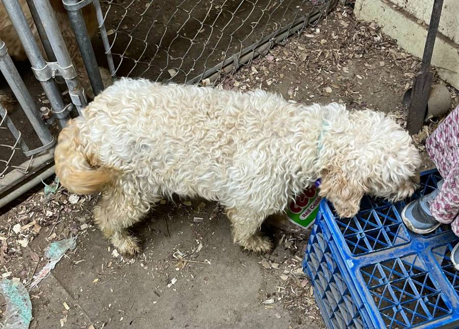 Goldendoodle Adult Female Dog  s.bulk.ly/3m6E #forsale #WantAdDigest #classifiedads #sellyourstuff