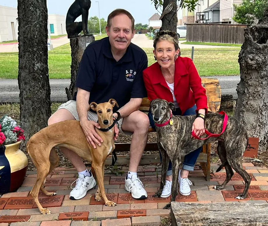 🇦🇷 Congratulations to Aneska from Argentina on finding her forever home with her foster family! #Greyhounds #AdoptionDay