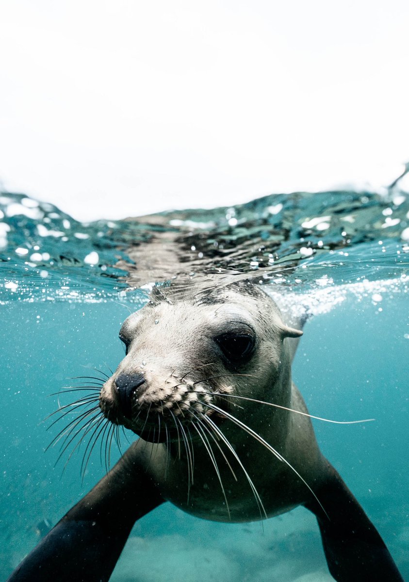 houseofmarleyjp's tweet photo. 今日はWorldOceanDay 。世界には海の息を呑むような美しさと信じられないほどの生物多様性が存在する。
#HouseofMarley #SurfRider #Ocean #OceanLife #SaveOurOceans #SavethePlanet #RespectEarth
#RespectLife https://t.co/imxFrmIUUB